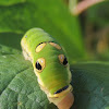 Spicebush swallowtail caterpillars (3rd instar)