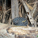 Dusky Pygmy Rattlesnake