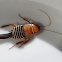 Cape Zebra Cockroach