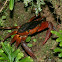Trinidad Mountain Crab