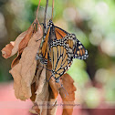 Monarch Butterfly