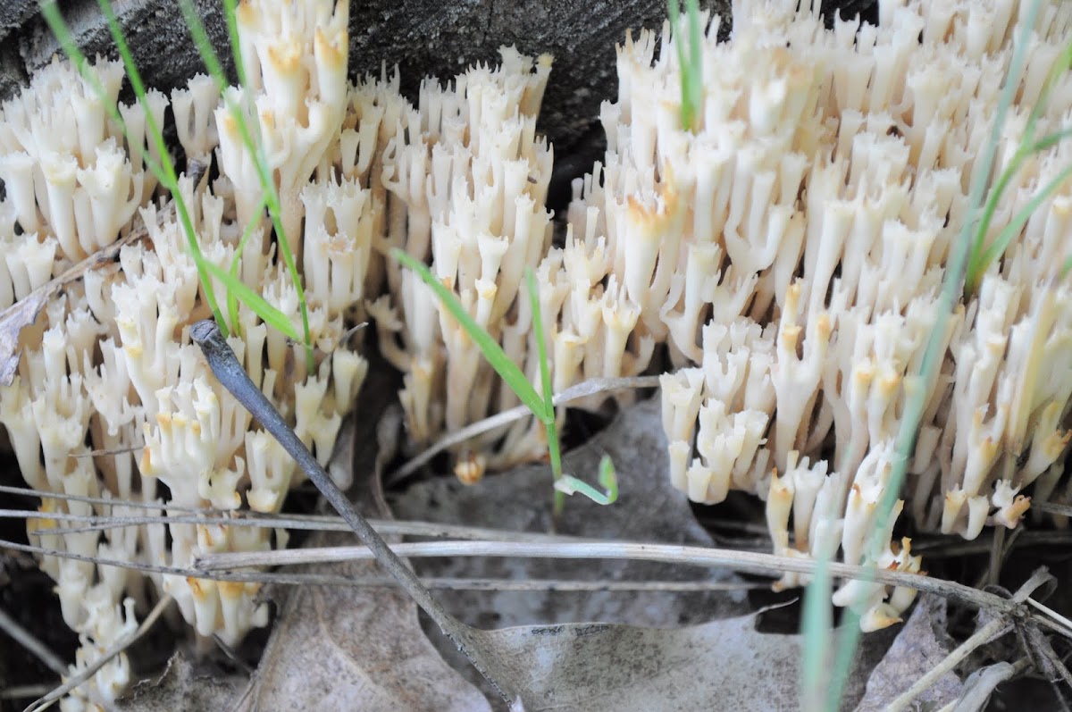 Crown tipped Coral Fungus