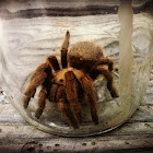 Texas Brown Tarantula