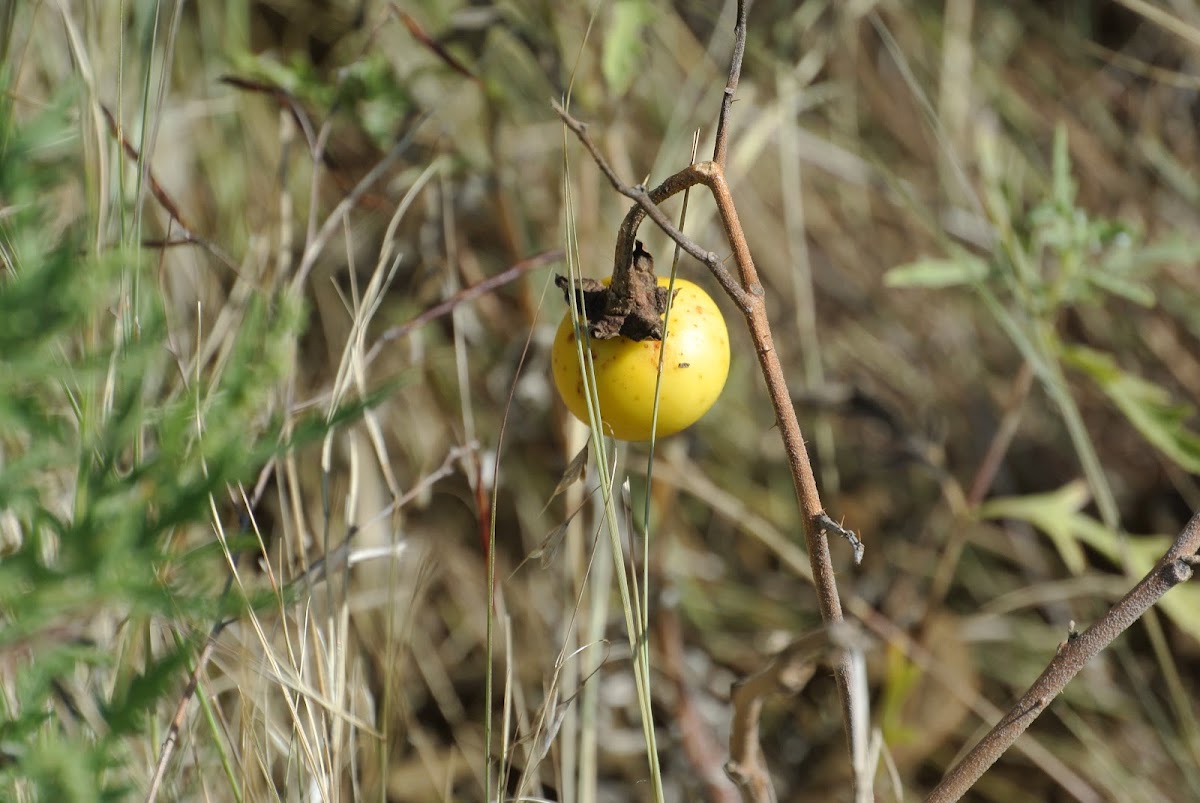 prairie-berries-silverleaf-nightshade-fruit-project-noah