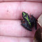 Cricket frog
