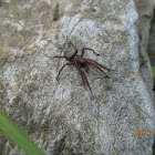Ground Spider- female