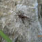 Ground Spider- female