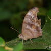 Dead Leaf Satyrid Butterfly