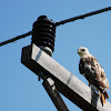 Red-tailed Hawk