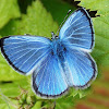 Silvery Blue Butterflies