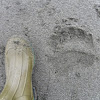 Kodiak Bear Track