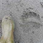 Kodiak Bear Track
