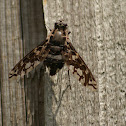 Tiger Bee Fly