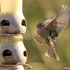 House finch