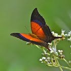 Iole's Daggerwing Butterfly