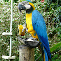 Blue and Yellow Macaw