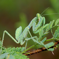 Indian Mantises