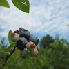 Northern Highbush Blueberry
