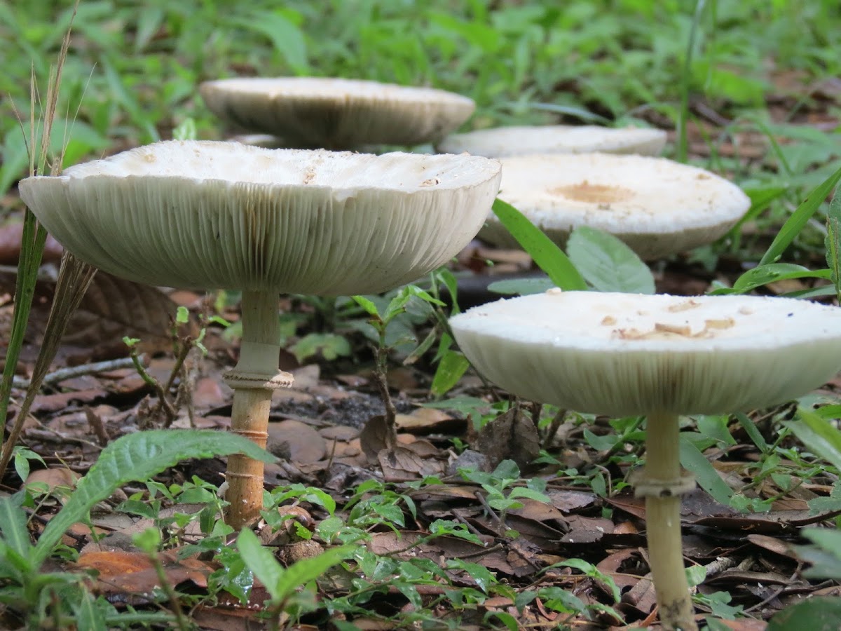 Fairy Ring Mushrooms