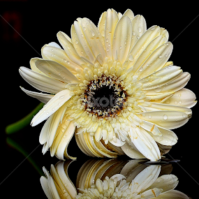 by PINAKI MITRA - Flowers Flowers 2011-2013