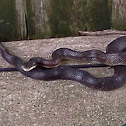 Black rat snake 