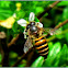Oriental Honeybee