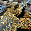 Insect Egg Slime Mold
