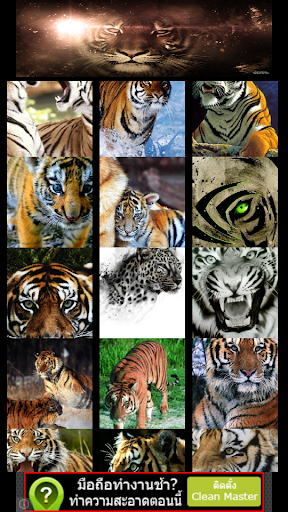 【免費攝影App】Gallery Wallpaper Tiger-APP點子