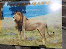Lion Exhibit 
