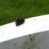 Red Admiral