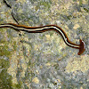 Shovel-headed flatworm (planaria)