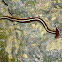 Shovel-headed flatworm (planaria)