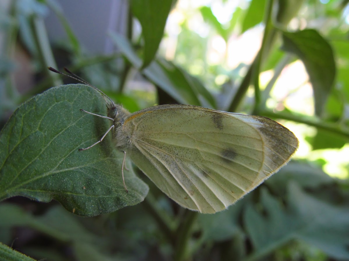Cabbage White - Hodges#4197