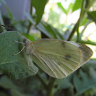 Cabbage White - Hodges#4197