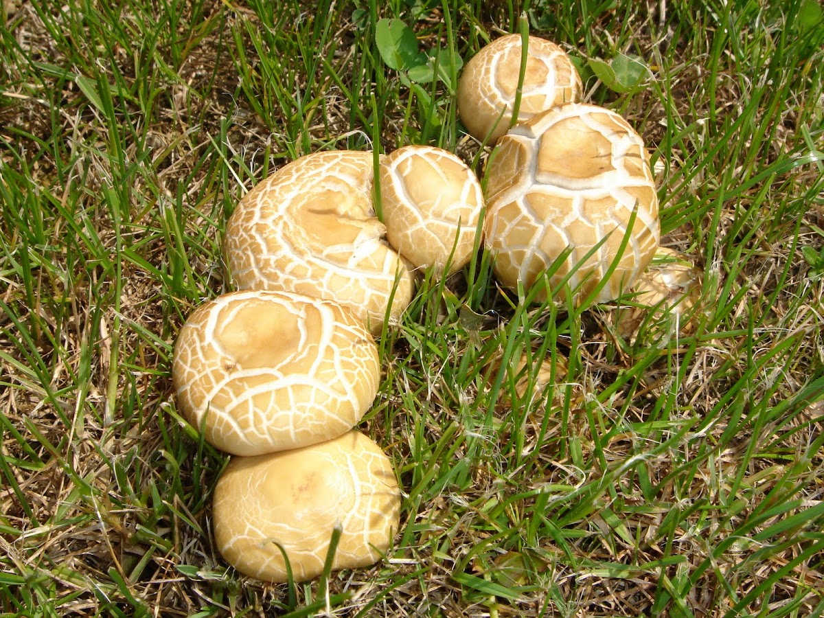 Some mushrooms