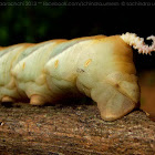 Death's-head Hawkmoth caterpillar