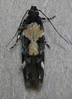 Red-necked Peanutworm Moth