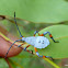 Eucalyptus Tip Bug