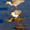 Masked Lapwing (Plover)
