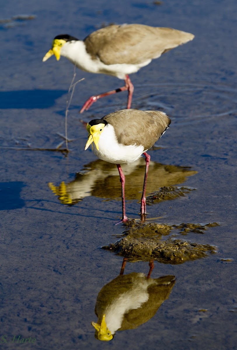 Masked Lapwing (Plover)
