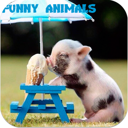 Funny Animals Pictures LOGO-APP點子