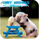 Funny Animals Pictures Apk