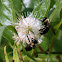 Eastern Carpenter Bee