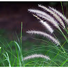 Grasses