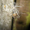 European garden spider