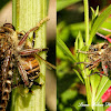 Robber Fly