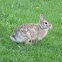 eastern cottontail