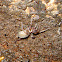 Cave Ground Spider