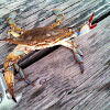 Blue Crab