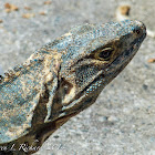 Black spiny-tailed iguana or black Ctenosaur